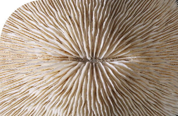 Seashell shape