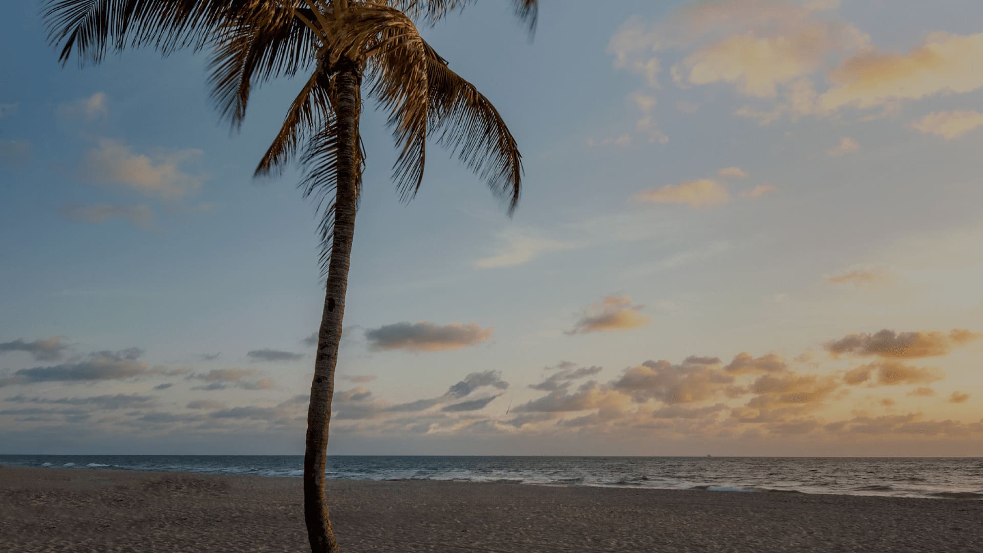 beach with palm tree