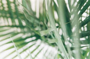 palm leaves