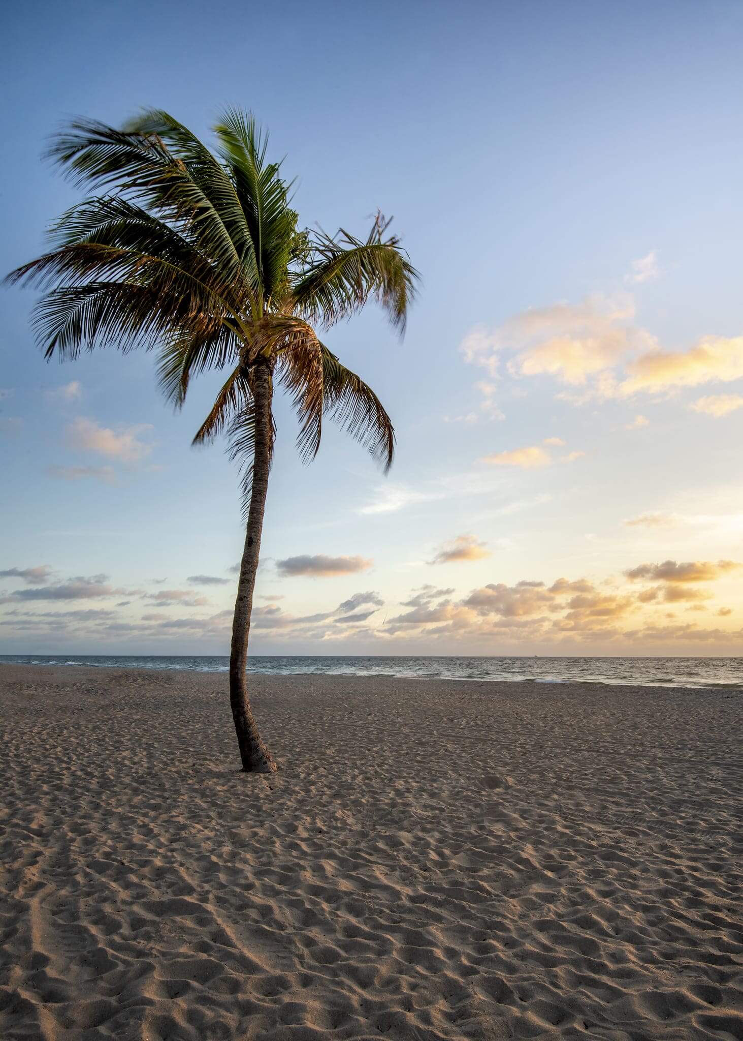 Lifeguard hut and Palm tree